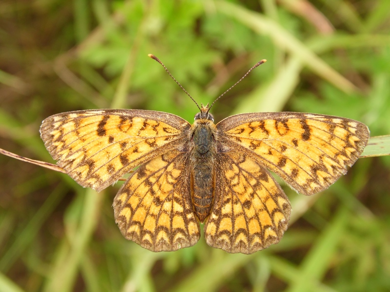 Lepidotteri del Parco del Roccolo da ID